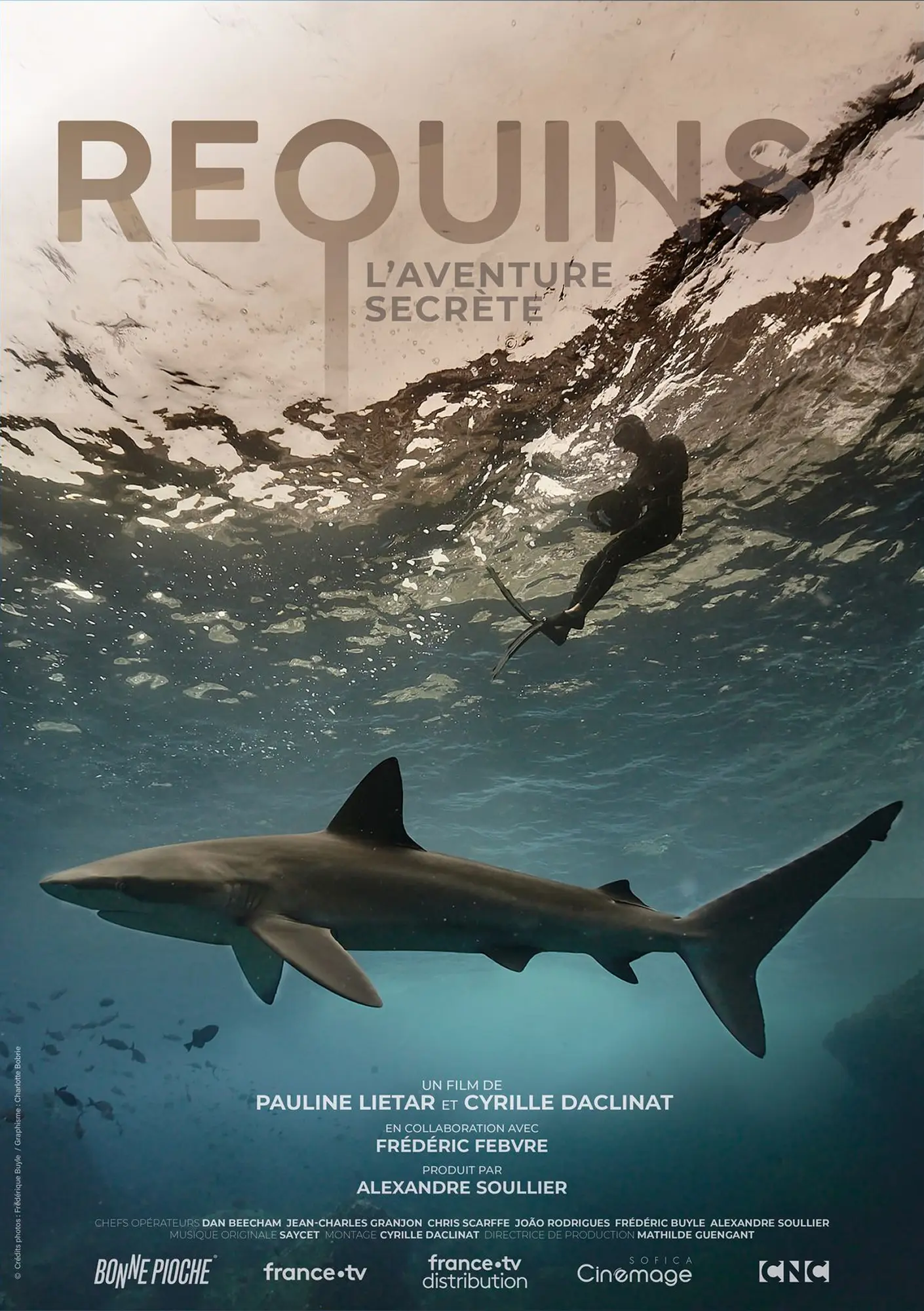 Up Close with Sharks